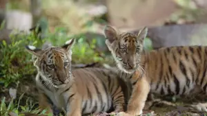 Задник к фильму "Два брата" #236783