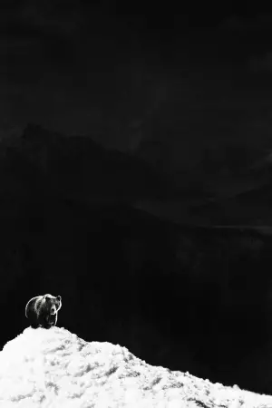 Постер к фильму "Кокаиновый медведь" #718959