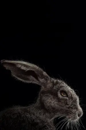 Постер к фильму "Ведьма" #251887