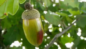 Задник к фильму "Le Chêne" #198325