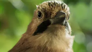 Задник к фильму "Le Chêne" #198333