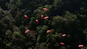 Задник к фильму "Конго" #701586