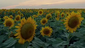 Задник к фильму "Древо жизни" #723965