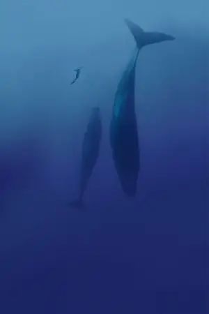 Постер к фильму "Freediver" #791627