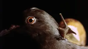 Задник к фильму "Мучительная боль" #705433