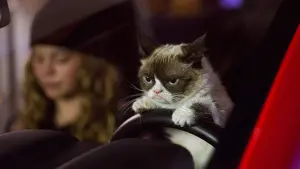 Видео к фильму Худшее Рождество сердитой кошки | Grumpy Cat's Worst Christmas Ever | Lifetime