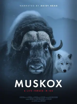Постер к фильму "Muskox"