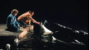 Освободите Вилли 2: Новое приключение