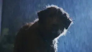 Задник к фильму "Хороший мальчик" #517181