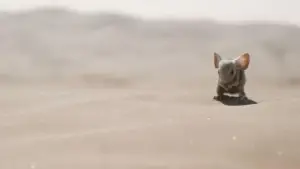 Задник к фильму "Дюна 2" #529072