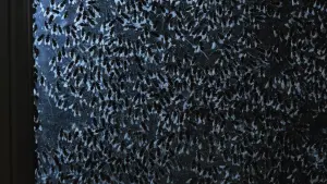 Задник к фильму "Феномен" #262605