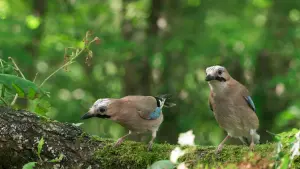 Задник к фильму "Le Chêne" #198310