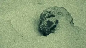 Задник к фильму "Tommy The Smoker" #774193