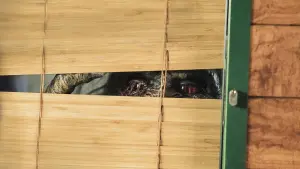 Задник к фильму "Зубастики атакуют!" #398666