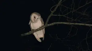 Задник к фильму "Химера" #717764