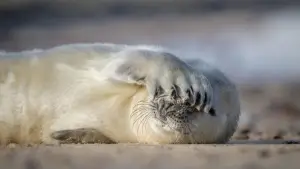 Задник к фильму "De wilde Noordzee" #772994