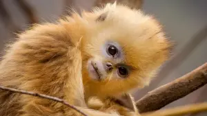 Задник к фильму "Рождённые в Китае" #436609