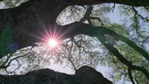 Задник к фильму "Древо жизни" #723971