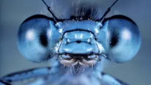 Задник к фильму "Микрокосмос" #460995