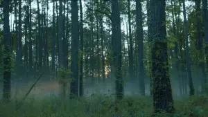 Задник к фильму "Ребел Ридж" #593205