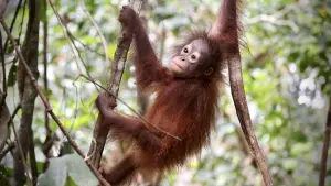 Задник к фильму "Orang-Utans - Borneos Waldmenschen" #922232
