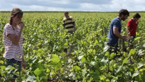 Задник к фильму "Возвращение в Бургундию" #255065