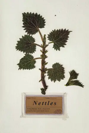 Постер к фильму "Nettles"