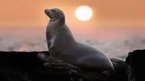 Задник к фильму "Sea Lions of the Galapagos" #719352