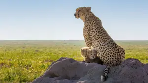 Задник к фильму "Гепарды: лицом к лицу с Берти Грегори" #539393