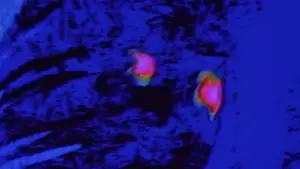 Задник к фильму "Хищник" #559758