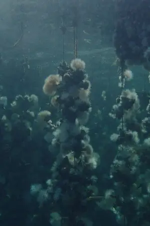 Постер к фильму "Concrete Turned to Sand"