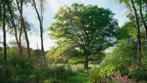 Задник к фильму "Le Chêne" #198326