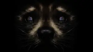 Задник к фильму "Стражи Галактики. Часть 3" #560460