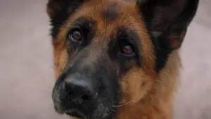 Задник к фильму "Пальма" #357395