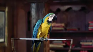 Задник к фильму "Доктор Дулиттл" #385025