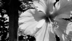 Задник к фильму "" #444187