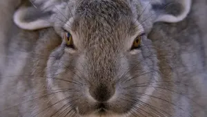 Задник к фильму "" #390747