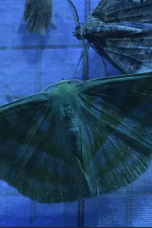 Постер к фильму "" #197269