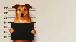 Задник к фильму "Собачье дело" #591038