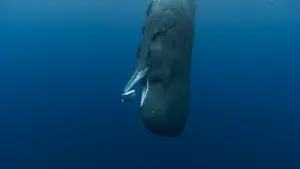 Задник к фильму "Киты: Стражи планеты" #196751