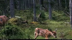 Задник к фильму "" #547807