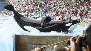 Задник к фильму "Чёрный плавник" #404444