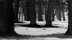 Задник к фильму "Персона" #705353