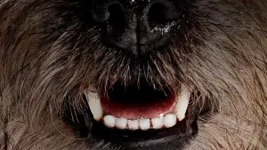 Задник к фильму "Отвязные дворняги" #212166