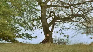 Задник к фильму "Эмигранты" #631567