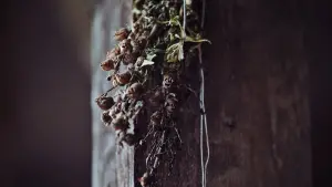 Задник к фильму "Вопль" #223979