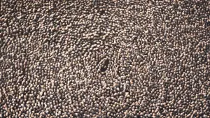 Задник к фильму "Дюна 2" #529108