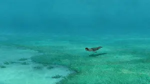 Задник к фильму "Красная черепаха" #211997