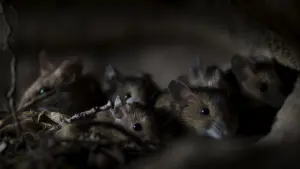 Задник к фильму "Le Chêne" #198315