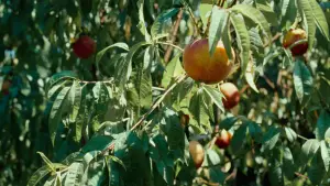 Задник к фильму "Назови меня своим именем" #596021